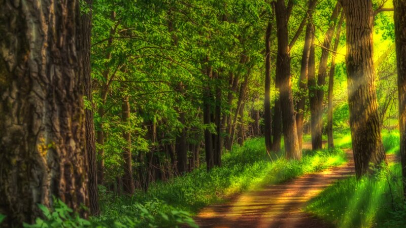 Path Through Forest — Green, Serene, Morning, Photograph, Trees, Sunlight, Grass