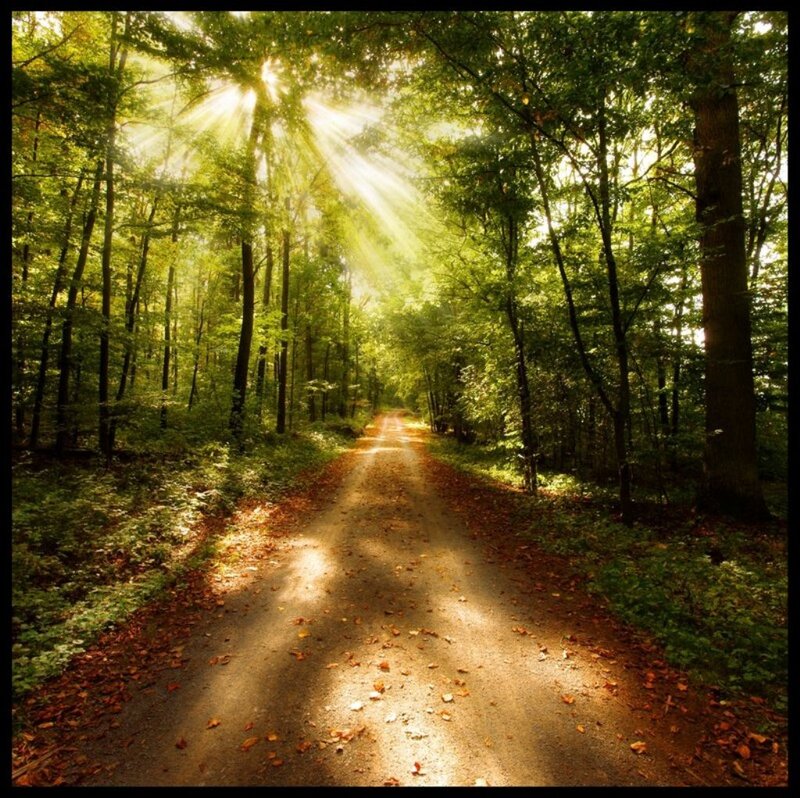 Path Through Forest — Green, Serene, Morning, Photograph, Trees, Sunlight