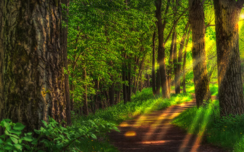 Path Through Forest — Green, Serene, Morning, Photograph, Trees
