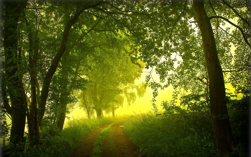 Path Through Forest — Green, Serene, Morning