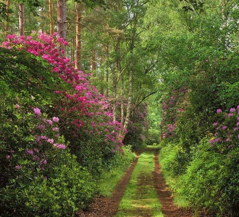 Path Through Forest — Green, Serene, Spring, Photograph, Flowers