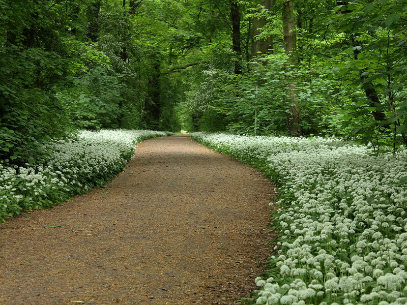 Path Through Forest — Green, Serene, Spring, Photograph