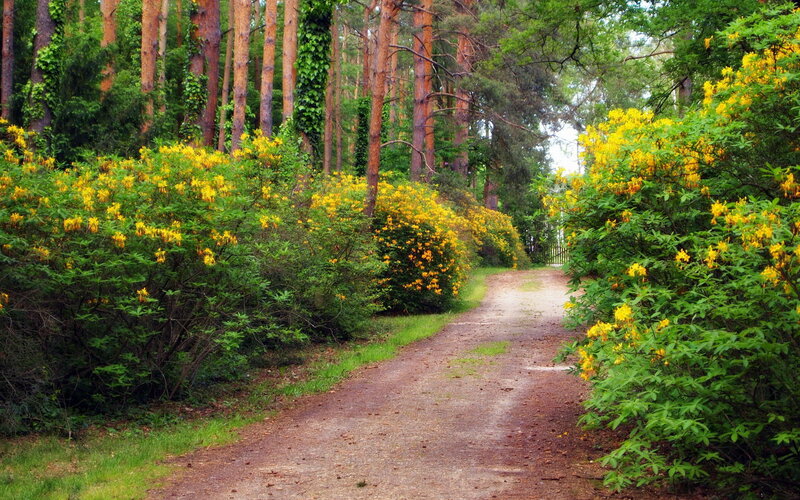 Path Through Forest — Green, Serene, Spring, Photograph, Trees, Bushes, Flowers