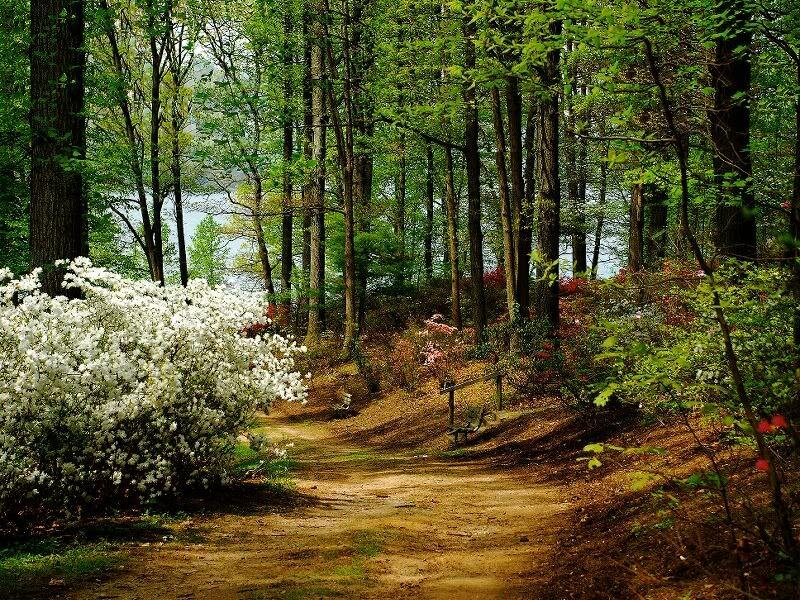 Path Through Forest — Green, Serene, Spring, Photograph, Trees, Bushes