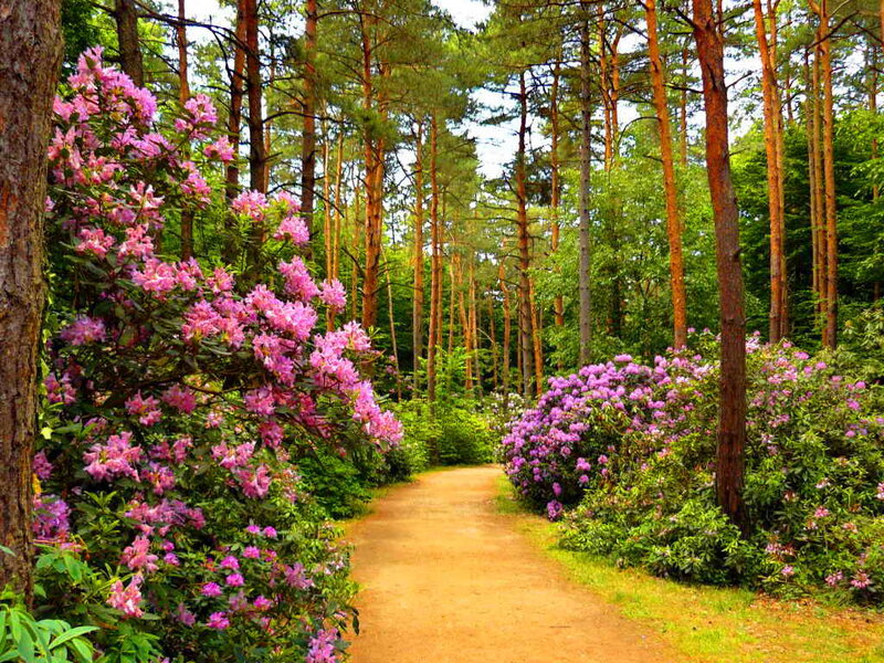 Path Through Forest — Green, Serene, Spring, Photograph, Trees, Flowers, Bushes