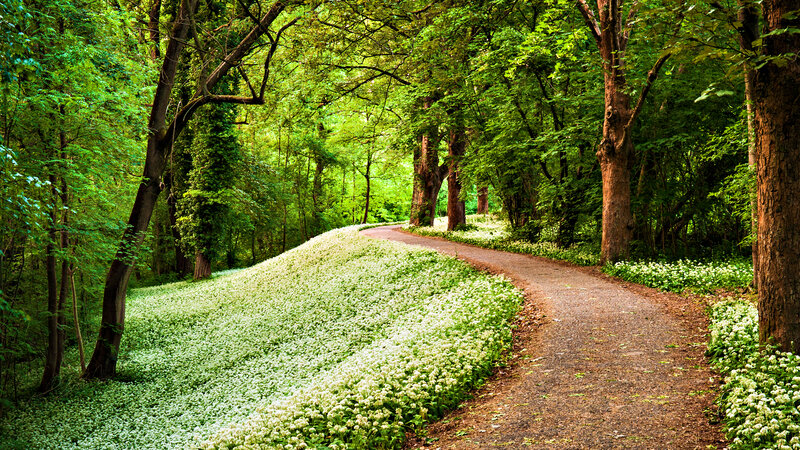 Path Through Forest — Green, Serene, Spring, Photograph, Trees, Flowers, Dirt Path