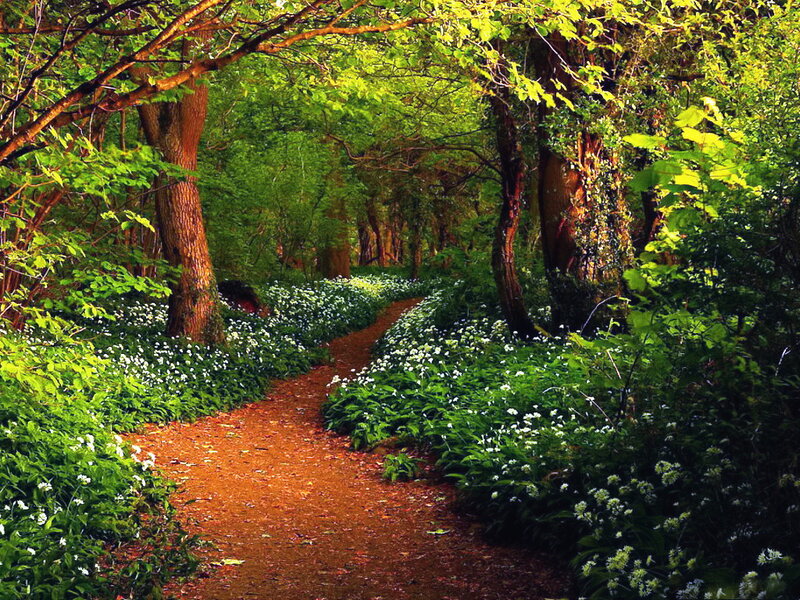 Path Through Forest — Green, Serene, Spring, Photograph, Trees, Flowers, Leaves
