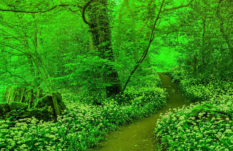 Path Through Forest — Green, Serene, Spring, Photograph, Trees, Flowers, Stone Wall
