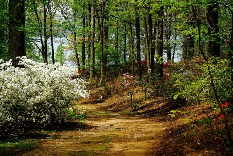 Path Through Forest — Green, Serene, Spring, Photograph, Trees, Flowers