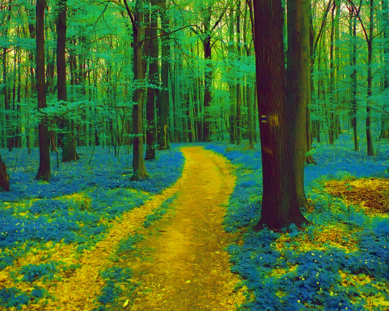 Path Through Forest — Green, Serene, Spring, Photograph, Trees, Flowers, Trail