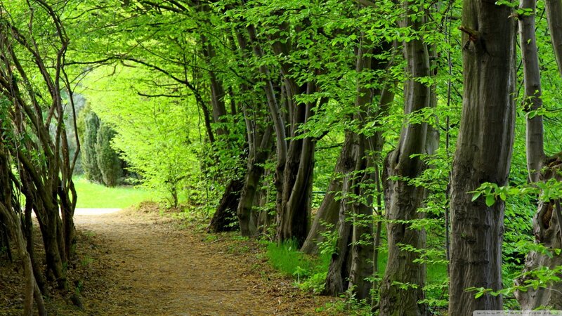Path Through Forest — Green, Serene, Spring, Photograph, Trees, Grass, Leaves