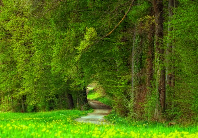 Path Through Forest — Green, Serene, Spring, Photograph, Trees, Grass