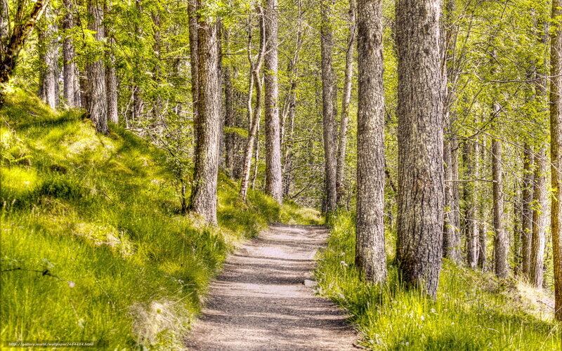 Path Through Forest — Green, Serene, Spring, Photograph, Trees, Grass, Trail