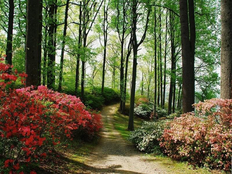 Path Through Forest — Green, Serene, Spring, Photograph, Trees