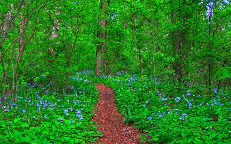 Path Through Forest — Green, Serene, Spring