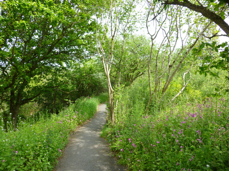 Path Through Forest — Green, Serene, Summer