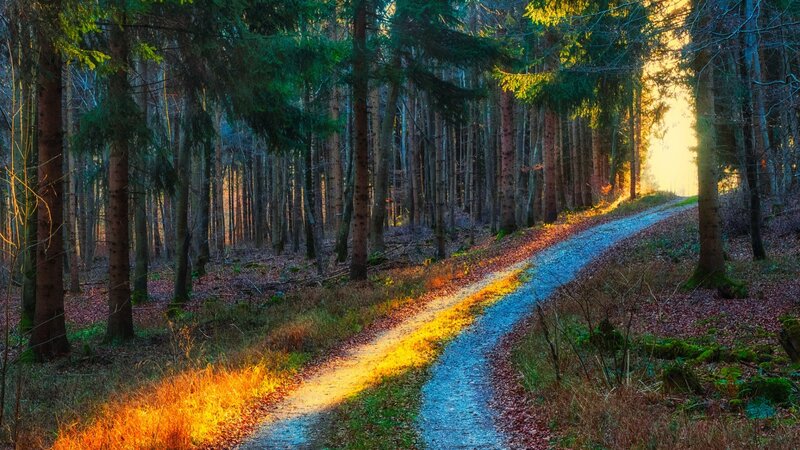 Path Through Forest — Green, Serene, Sunset