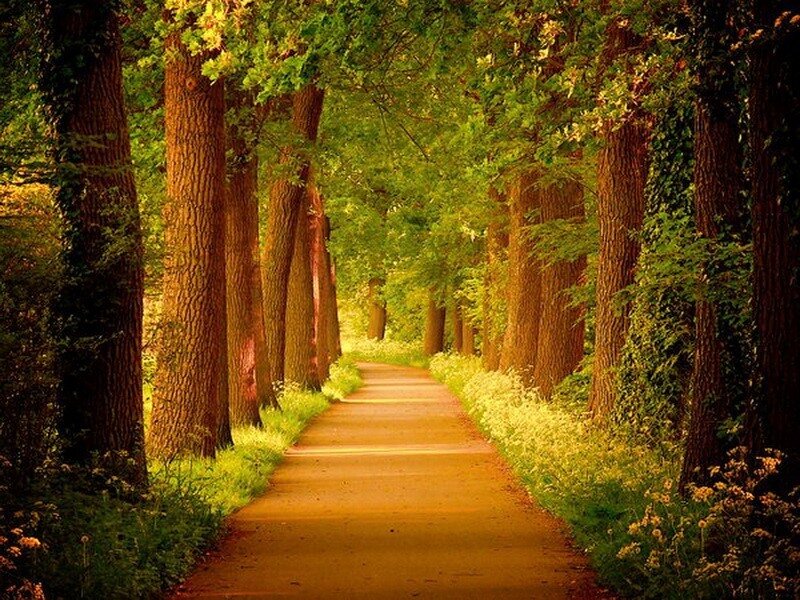 Path Through Forest — Green