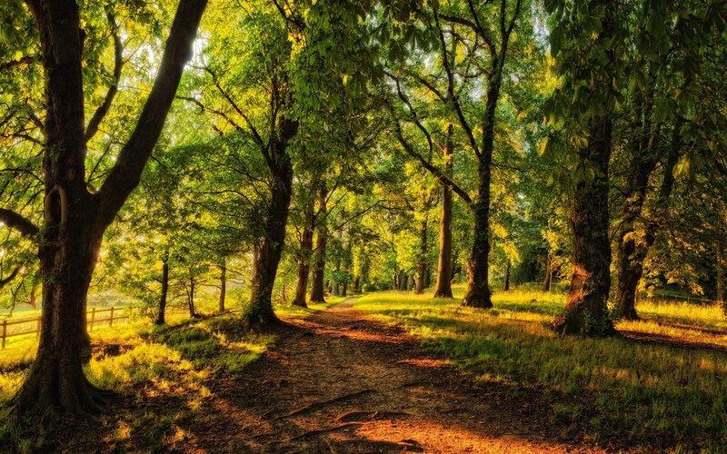 Path Through Forest — Green, Yellow
