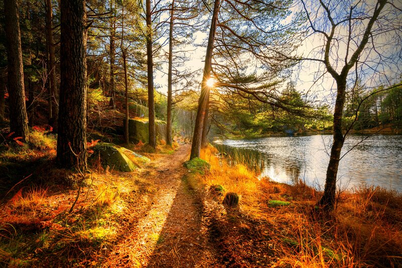 Path Through Forest Lake — Golden