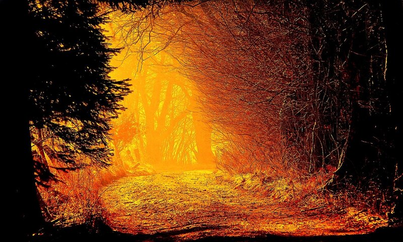 Path Through Forest — Orange, Dramatic