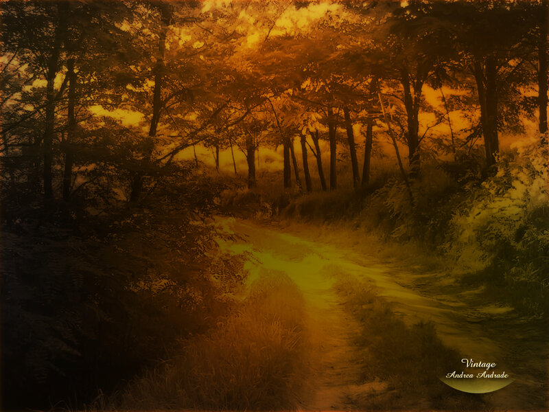 Path Through Forest — Orange