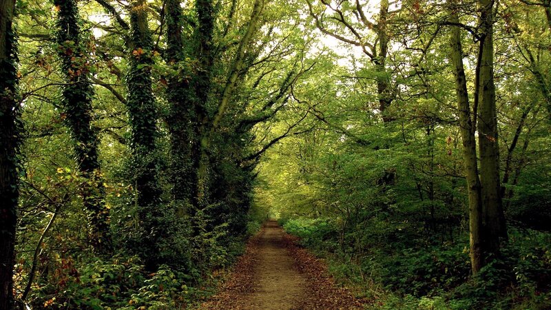 Path Through Forest — Photograph