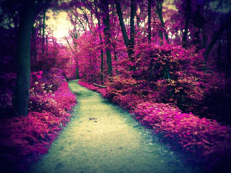 Path Through Forest — Purple