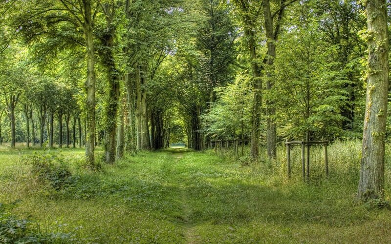 Path Through Forest — Sunlight