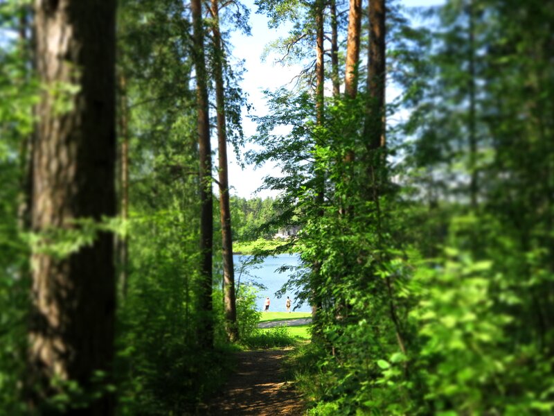Path Through Forest to Lake — Green, Serene