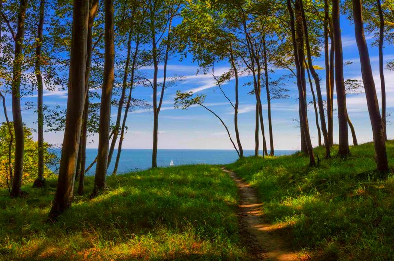 Path Through Forest to Sea