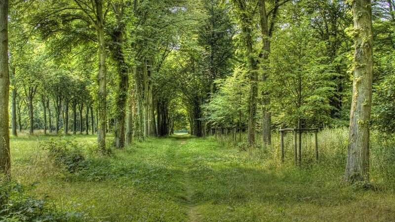 Path Through Forest — Trees
