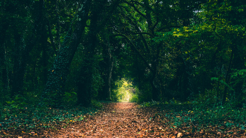 Path Through Forest Tunnel — Green, Serene