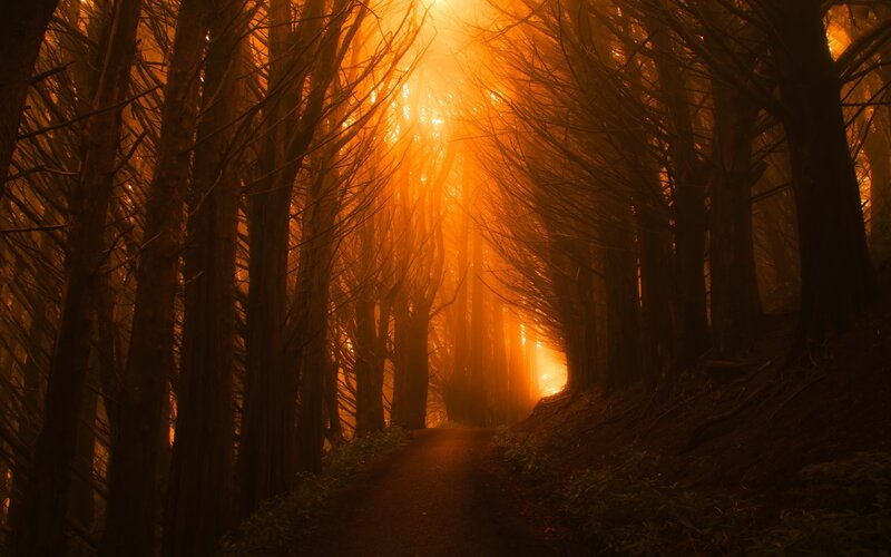 Path Through Forest Tunnel — Orange, Dramatic
