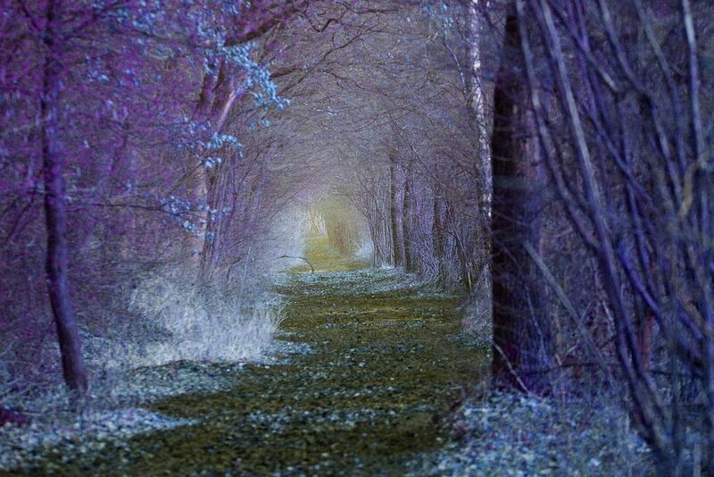 Path Through Forest Tunnel — Purple