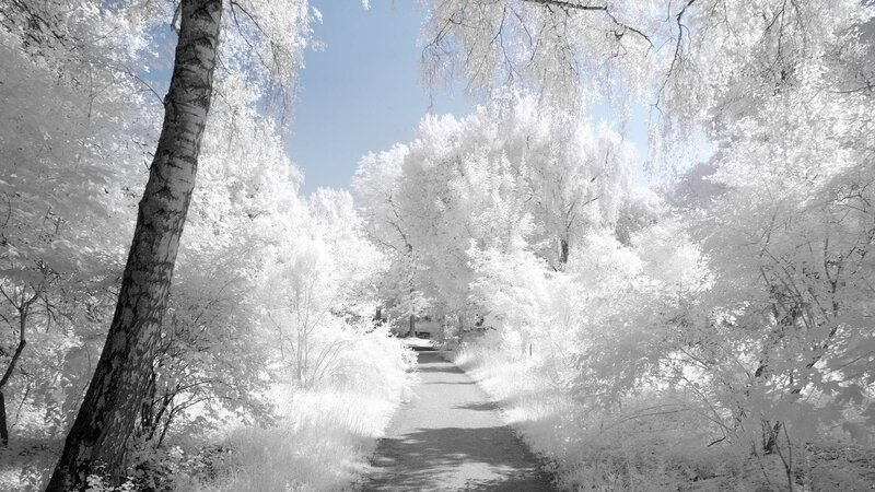 Path Through Forest — White, Serene, Afternoon, Photograph
