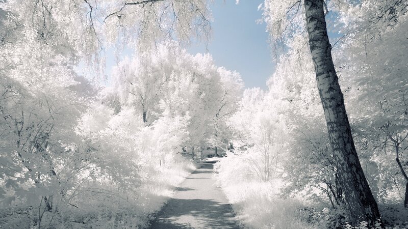 Path Through Forest — White, Serene, Afternoon, Photograph, Trees, Sky, Blue