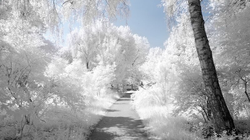 Path Through Forest — White, Serene, Afternoon, Photograph, Trees, Sky, Gray