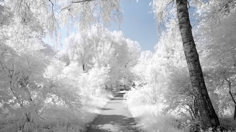 Path Through Forest — White, Serene, Afternoon