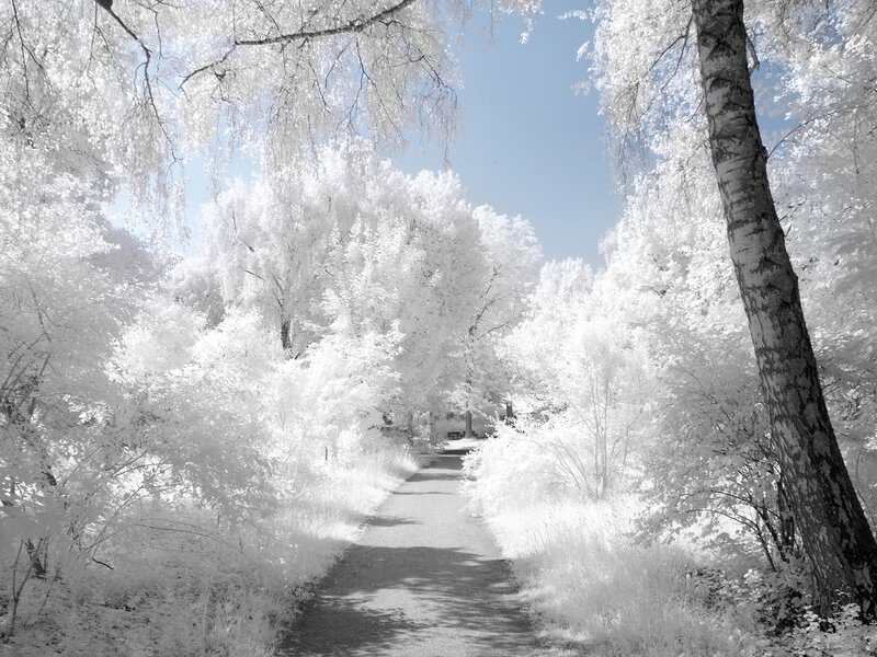 Path Through Forest — White, Serene, Summer