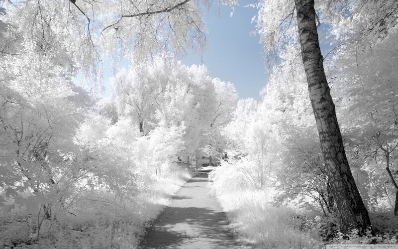 Path Through Forest — White, Serene