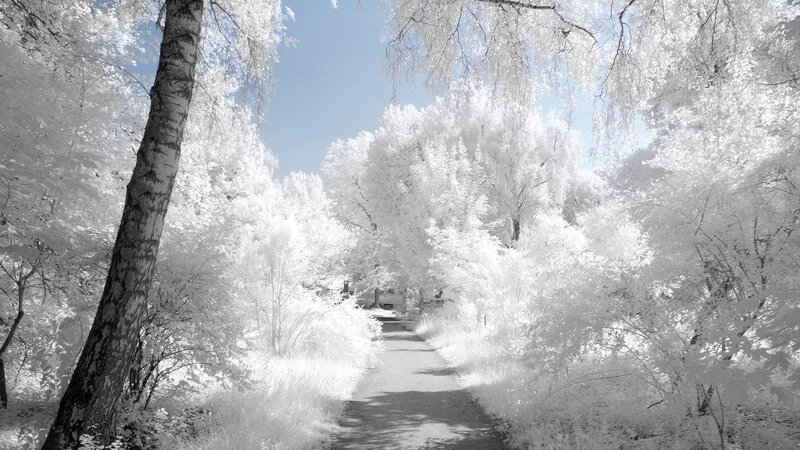 Path Through Forest — White