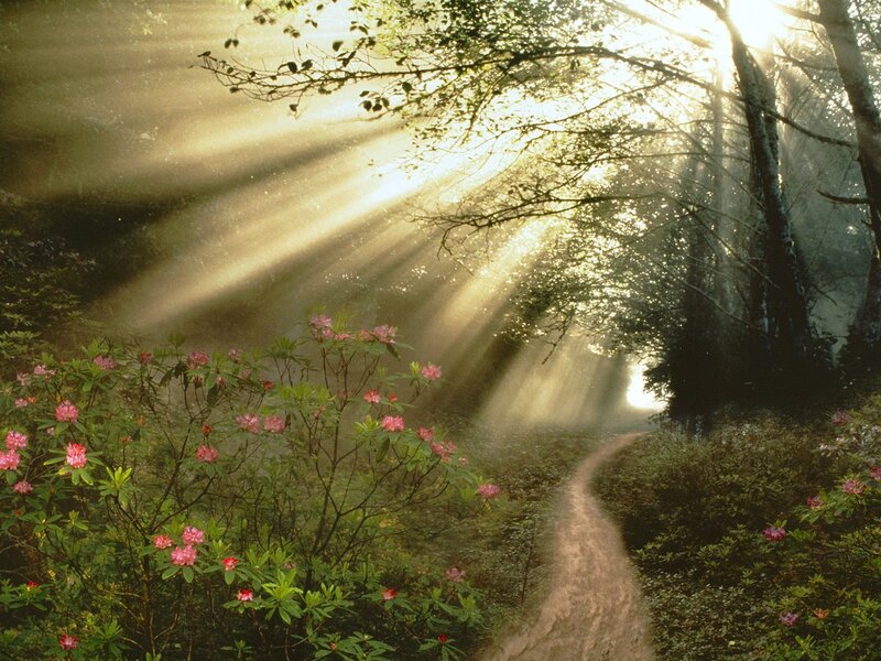 Path Through Forest with Flowers — Green