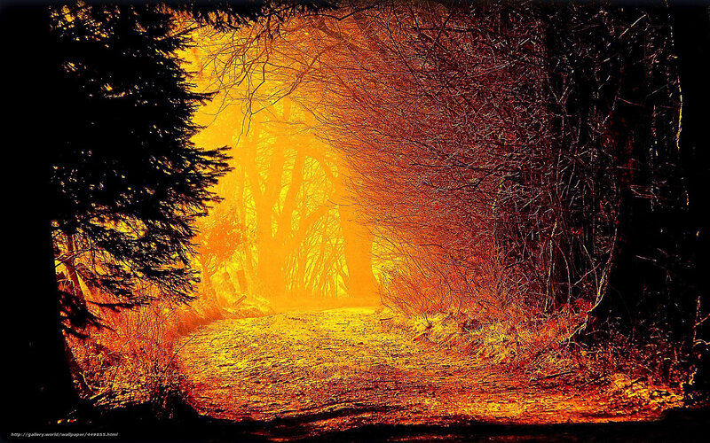 Path Through Forest — Yellow, Dramatic, Sunset