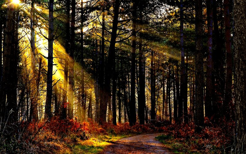 Path Through Forest — Yellow, Dramatic