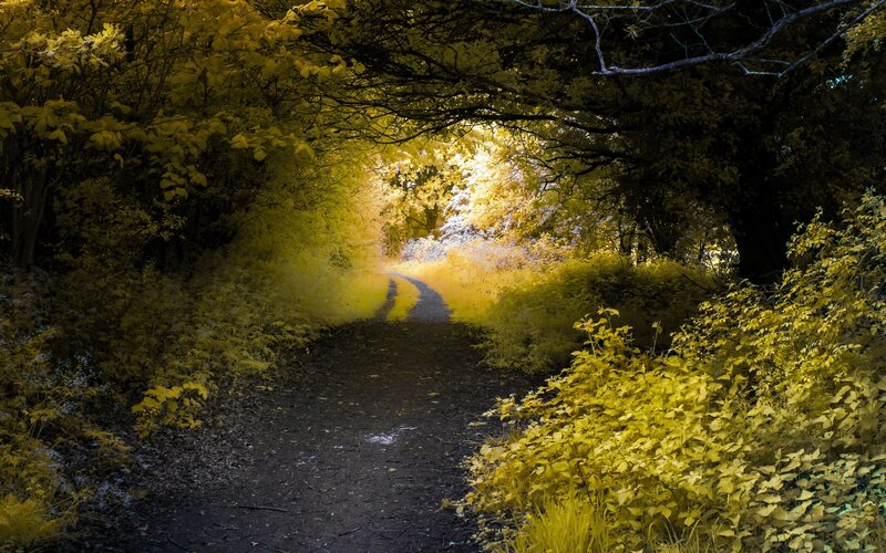 Path Through Forest — Yellow, Serene