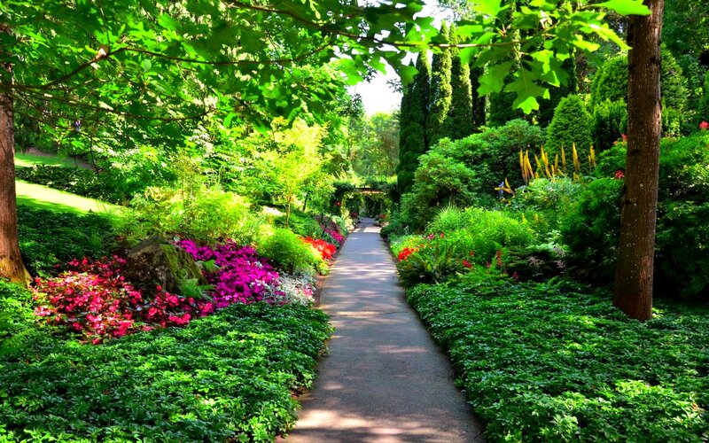 Path Through Garden — Green, Serene, Afternoon, Photograph