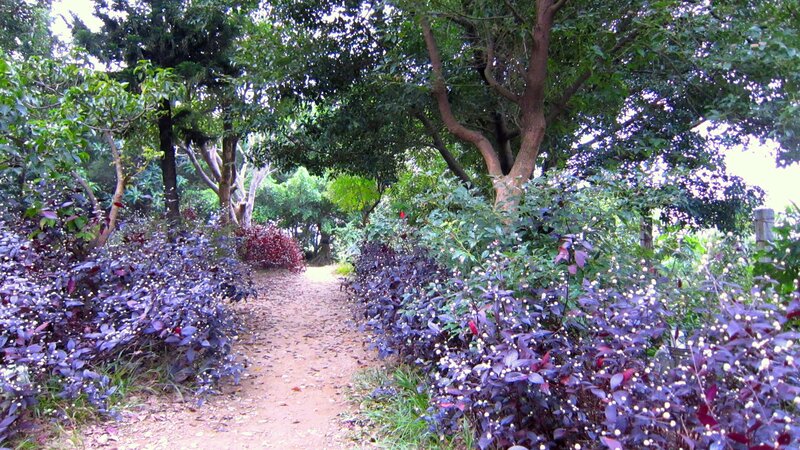 Path Through Garden — Green