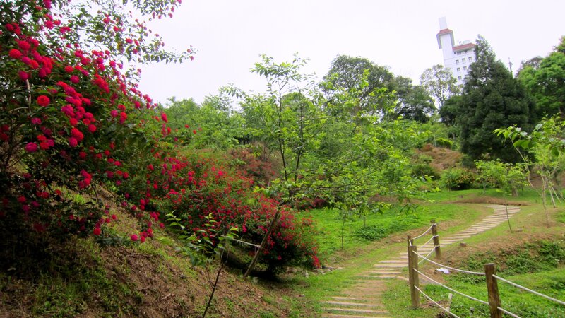Path Through Garden with Flowers