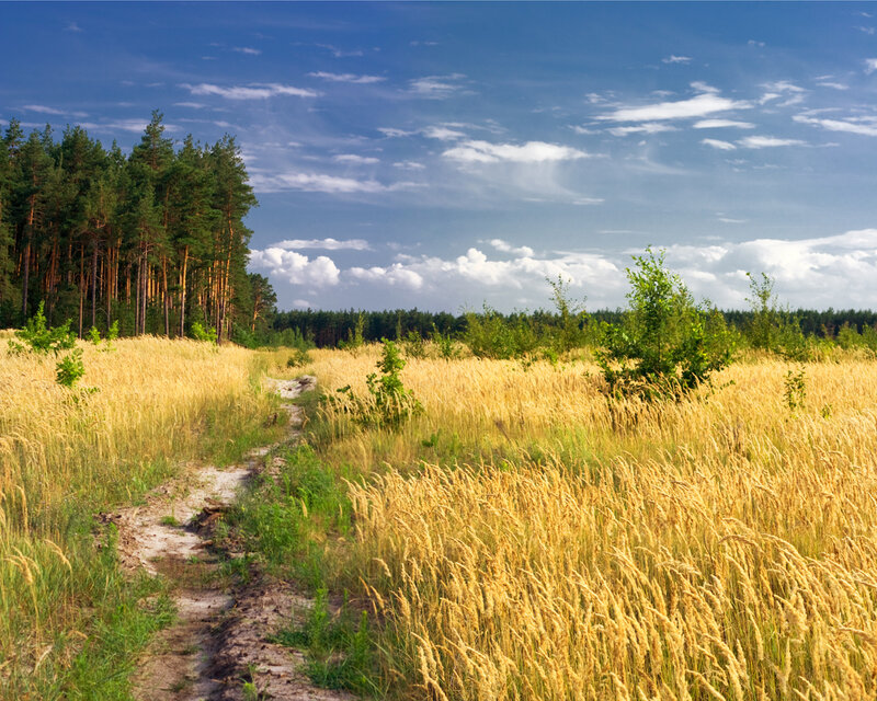Path through golden field and forest